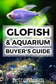 Glofish Buyers Guide What Are Glofish Which Tank Is Best In 2020 Glofish Fish Tank Themes Glofish Tank