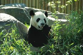 May contain traces of cute. Toronto Zoo 2021 All You Need To Know Before You Go With Photos Tripadvisor