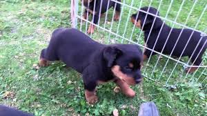 As rottweiler breeders, we are committed to consistently striving for the very best in the breed. Rottweiler Mix Puppies For Sale In Pa 07 2021