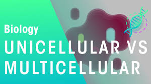 We did not find results for: Unicellular Vs Multicellular Cells Biology Fuseschool Youtube