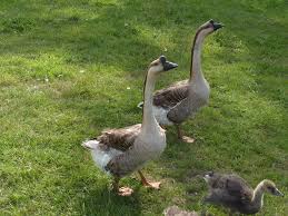 Chinese Geese Animal Paintings Animals Goose