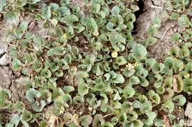 Image result for Merremia verecunda