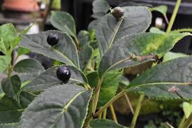 ハナイカダ 花筏 庭木図鑑 植木ペディア