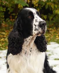 More images for english cocker spaniel black and white » Springer Spaniel White Cocker Spaniel Cocker Spaniel Springer Spaniel Puppies