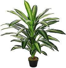 Coltiva la meglio le tua piante grasse con fiori grazie a. Piante Tropicali Da Esterno Confronta Prezzi E Offerte Lionshome