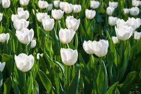 Non è un caso che i fiori bianchi sono i preferiti per i bouquet della sposa. Fiori Bianchi Significato E Le 20 Varieta Piu Belle Greenme