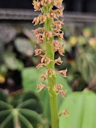 Image result for Malaxis