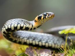 Bermimpi tentang ular putih mewakili jiwa kamu yang sedang mencoba untuk menyampaikan sesuatu kepada kamu. Ini Arti Mimpi Dikejar Ular