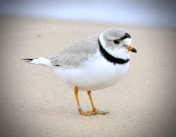 Looking for Piping Plovers in Chicago, IL