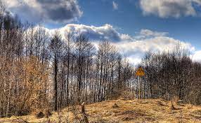 His work is a great way to see nature reclaiming civilization in chernobyl. Nuclear Nature A Look At Wildlife In Chernobyl American Forests