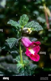 Image result for Pedaliaceae