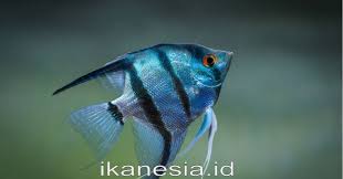 Jenis ikan lele konsumsi yang cepat besar. 15 Jenis Ikan Manfish Atau Angelfish Lengkap Beserta Harganya Ikanesia Id