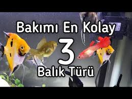 Bakimi Kolay Baliklar Yeni Baslayanlar Icin Youtube