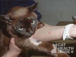 Determining the exact source of an allergic reaction can be difficult. Cat Hair Loss Causes Pictures And Treatment Advice