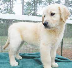 Contact texas golden retriever breeders near you using our free golden retriever breeder search tool services: Akc English Cream Golden Retriever Puppies V1 Lenze Com Tr