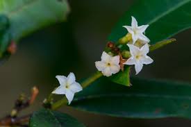 Image result for Mascarenhasia