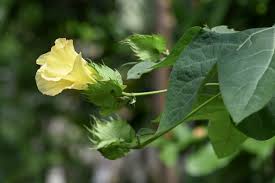 Image result for Astripomoea lachnosperma