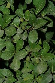 Image result for Pittosporum abyssinicum