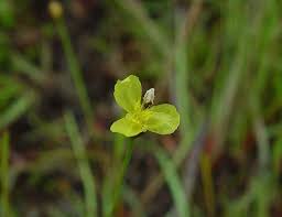 Image result for Xyris parvula