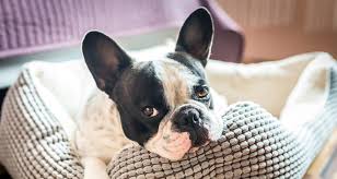 Maybe you would like to learn more about one of these? Remove Pet Stains And Odors Naturally Farmers Almanac