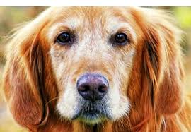 Interview with Karren Peters, Senior Director of Marketing for Pet Brands  at Tyson Foods