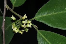 Image result for Dichapetalaceae