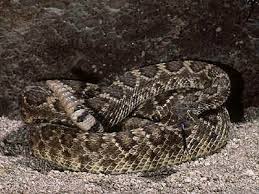 Check spelling or type a new query. Snake Facts Rattlesnakes