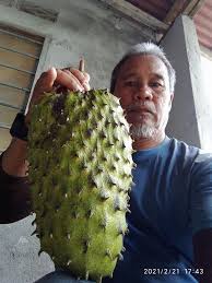 Harga buah durian di indonesia tergolong tinggi. Lembah Db Trigona Publicaciones Facebook