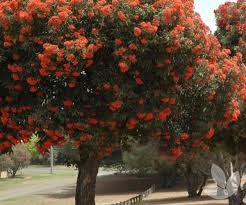 Maybe you would like to learn more about one of these? Corymbia Ficifolia Wild Sunset Grafted Flowering Gum Trees Speciality Trees