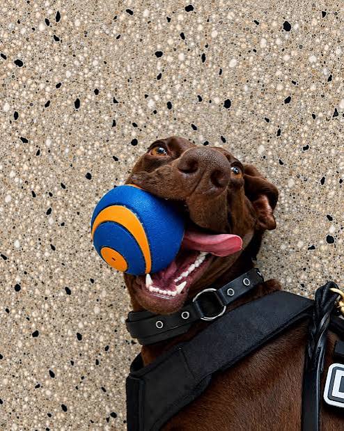 TSA on X: "BARKING NEWS: He's a flash of lightning and a little bit goofy. K9 Bolt from DFW is TSA's Cutest Canine 2026." / X