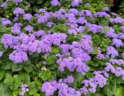 Image result for Ageratum