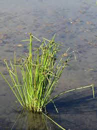 Image result for Schoenoplectiella