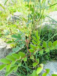 Image result for Indigofera astragalina