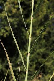 Image result for Phragmites mauritianus