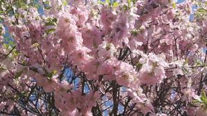 Compare herbaceous, tree and intersectional peony plants and see pictures of recommended peonies to grow in your garden. Flowering Apricot Tree 05 Pan Stock Footage Video 100 Royalty Free 3982969 Shutterstock