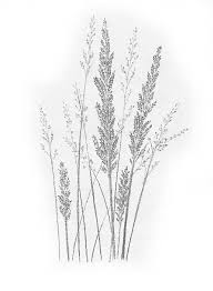 Pin By Nicolas Andrews On Art Drawing Grass Drawing Drawings Flower Drawing