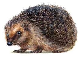 Hedgehog Ink Airbrush Hedgehog Illustration Nature Illustration Animal Paintings