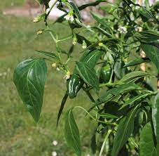 Check spelling or type a new query. Pimientos De Padron Wikipedia