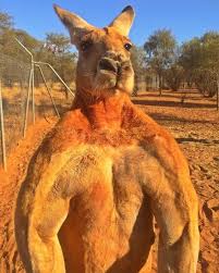This Is What Male Kangaroos Actually Look Like Male Kangaroo Cute Animals Red Kangaroo