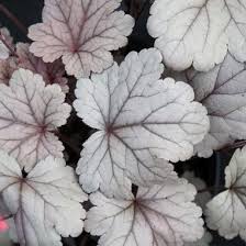 Heuchera Silver Gumdrop Silver Gumdrop Alumroot From Midwest Groundcovers The young leaf of 'silver gumdrop' is grey and brown purple throughout with darker brown purple along the veins whereas the young leaf. heuchera silver gumdrop silver