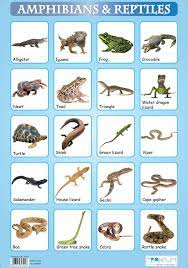 Check spelling or type a new query. Reptiles And Amphibians Reptiles Amphibians