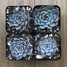 Image result for Humularia minima