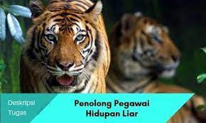 Penolong pegawai teknologi maklumat (gred fa29). Spa8i Jawatan Kosong Kerajaan On Twitter Deskripsi Tugas Penolong Pegawai Hidupan Liar Gred G29 Https T Co F6k2b3h24d