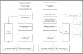 Image result for Balantoides Coli