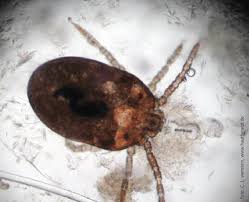 Image result for Trombicula autumnalis