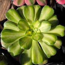 Image result for Cotyledon barbeyi