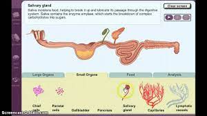The digestive system is a group of organs that does three things: Digestion Gizmo Demo Youtube