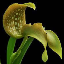 Image result for Bulbophyllum fuscum