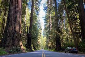 Redwood national park might be named for its famous sequoias, but the park preserves and protects a variety of ecosystems, from 40 miles of shoreline to but redwood national park also offers unique opportunities that are all it's own. 12 Best Things To Do In Redwood National Park State Parks California