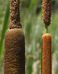 Image result for Typhaceae